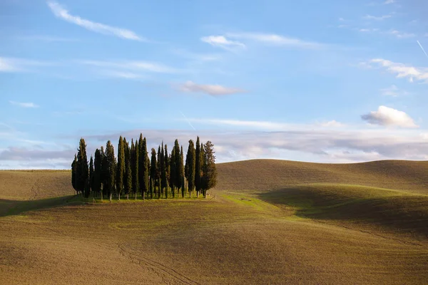 Táj Cypress Grove Egy Dombos Területen Toszkána Olaszország — Stock Fotó