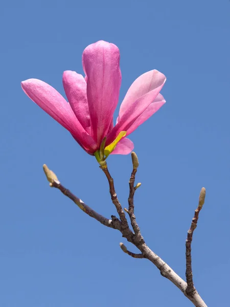 A magnolia flower — Stock Photo, Image