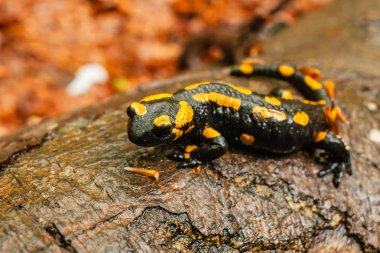 Salamander ıslak bir ağaç gövdesi üzerinde sürünen