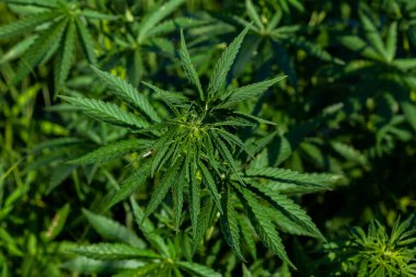 Genç yabani kenevir yapraklarına yakın çekim
