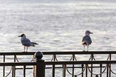 İki nehir martı farklı yönlere bakıyor demir çit. Nehir içinde belgili tanımlık geçmiş