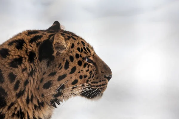 Крупный План Дальневосточного Амурского Леопарда Зимой — стоковое фото