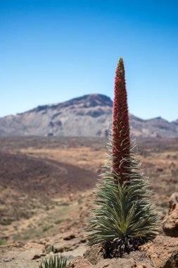 El teide Tenerife (portret pembe çiçek açan tajinaste)