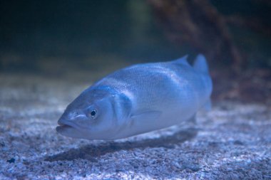 su altında balık yakın çekim