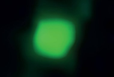 Koyu yeşil vektör soyut parlak dokuyu bulanıklaştırdı. Gradyan tasarımlı, soyut, ışıltılı çizimler. Bir cep telefonu için arka plan.