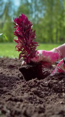 Dikey video. Baharda bahçede bahar işi. Bahçıvan yatağa çiçek eker. Yavaş çekim videosu 100fps. Yüksek kaliteli FullHD görüntüler