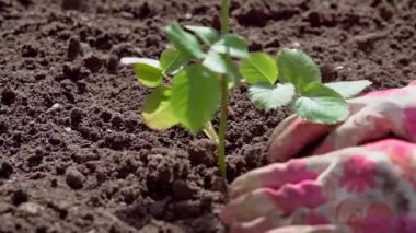 Baharda bahçede bahar işi. Bahçıvan yatağa bir gül diker. Yavaş çekim videosu 100fps. Yüksek kaliteli FullHD görüntüler