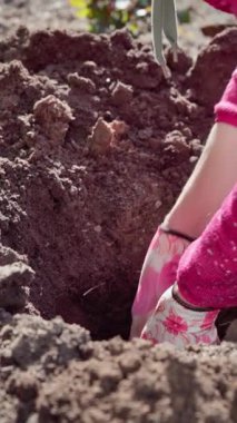 Dikey video. Yakın plan, bahçedeki bahçıvan elinde küçük bir kürekle bahar çiçeklerini dikmek için yatağında derin bir çukur kazıyor. Yavaş çekim 100 fps. Yüksek kaliteli FullHD görüntüler