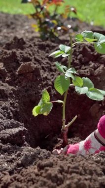 Dikey video. Baharda bahçede bahar işi. Bahçıvan yatağa bir gül diker. Yavaş çekim videosu 100fps. Yüksek kaliteli FullHD görüntüler