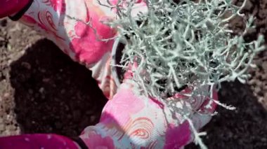 Baharda bahçede bahar işi. Bahçıvan yatakta gümüş kalochepalus çiçeği yetiştirir. Yavaş çekim videosu 100fps. Yüksek kaliteli FullHD görüntüler