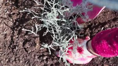 Baharda bahçede bahar işi. Bahçıvan yatakta gümüş kalochepalus çiçeği yetiştirir. Yavaş çekim videosu 100fps. Yüksek kaliteli FullHD görüntüler