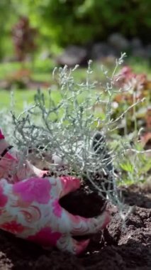 dikey video. Baharda bahçede bahar işi. Bahçıvan yatakta kalochepalus çiçeği yetiştirir. Süsenli yatak. Yavaş çekim videosu 100fps. Yüksek kaliteli FullHD görüntüler