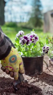 Dikey video. Baharda bahçede bahar işi. Bahçıvan çiçek tarlasına menekşe eker. Yavaş çekim videosu 100fps. Yüksek kaliteli FullHD görüntüler