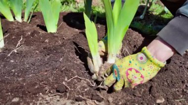 Baharda bahçede bahar işi. Bahçıvan yatakta süsen çiçeği yetiştirir. Yavaş çekim videosu 100fps. Yüksek kaliteli FullHD görüntüler