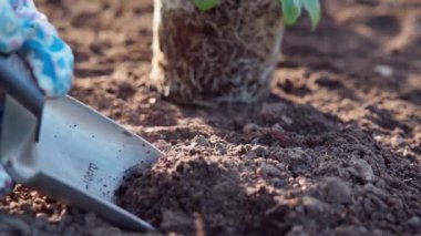 Baharda bahçede bahar işi. Bir bahçıvan çiçek dikmek için küçük bir kürekle çukur kazar. Yavaş çekim videosu 100fps. Yüksek kaliteli FullHD görüntüler