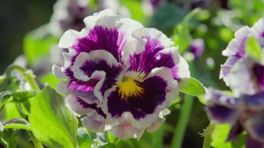 Baharda bahçede bahar işi. Mor ve beyaz bir menekşe çiçeğinin yakın çekimi. Yavaş çekim videosu 100fps. Yüksek kaliteli FullHD görüntüler