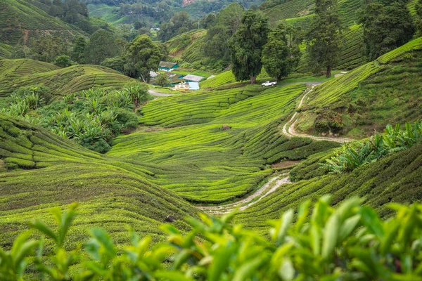 マレーシアのキャメロンハイランドにある茶畑で — ストック写真