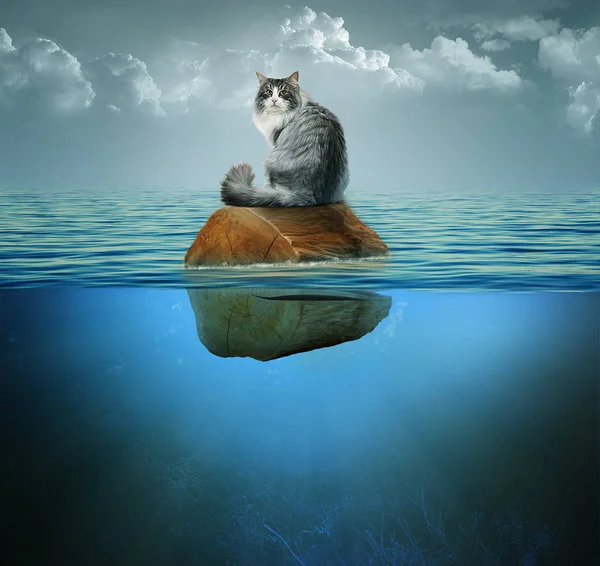 The cat floats on a log. Cat in the sea. The cat travels by sea. The log floats on the sea. A fluffy cat swims on a breeze on the sea