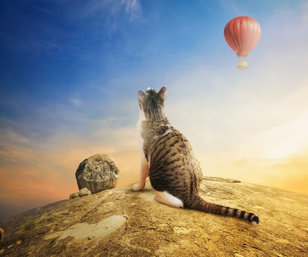 Kabarık Benekli kedi aerostat balon gökyüzünde bir kayaya oturan bakar. Serenity doğa, mavi gökyüzü, kayalar ve benekli bir kedi. Doğanın güzelliği hakkında düşünme
