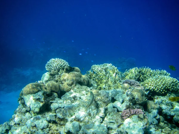 Underwater coral reef — Stock Photo, Image
