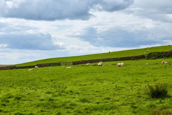 Paisagem da fazenda com grupo de ovelhas comendo grama — Fotografia de Stock