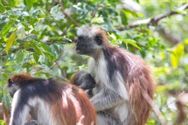 Kırmızı colobus Piliocolobus kirki Zanzibar, Tanzanya maymun