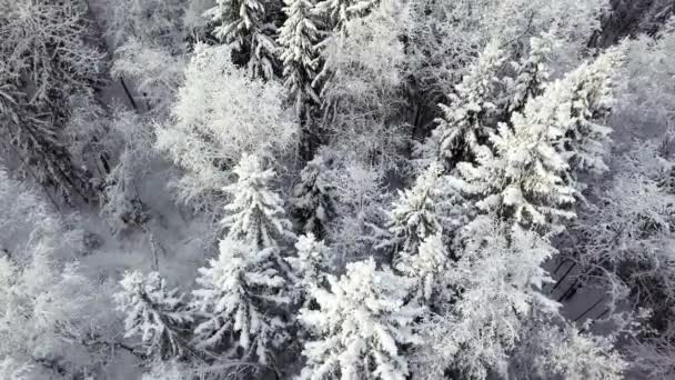 冬シーズン雪の山森の空中ショットです 素晴らしい自然の風景 森や暗い山川の凍結 — ストック動画