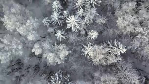 Temporada de invierno nevado bosque de montaña tiro aéreo — Vídeos de Stock