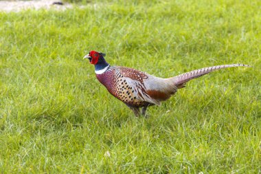 Ortak sülün erkek Phasianus colchius