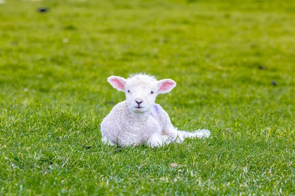 Recién nacido ovejas bebé en gras verde — Foto de Stock