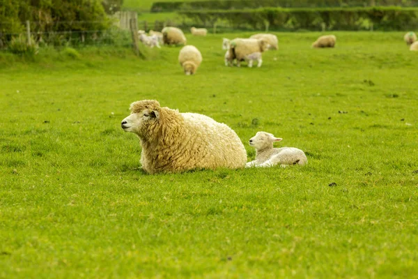 Lamb týden staré — Stock fotografie