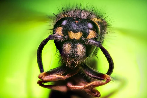 ワスプヘッドの極端なシャープで詳細な研究 — ストック写真