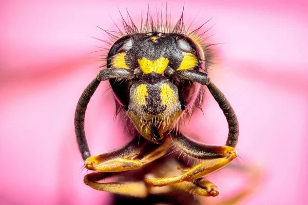 Extrem scharfe und detaillierte Untersuchung des Wespenkopfes — Stockfoto