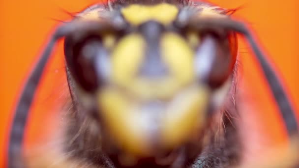 Σφήκα European Hornet Insect Macro Extreme Κοντινό πλάνο — Αρχείο Βίντεο