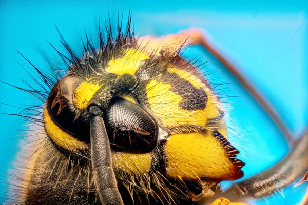 Extrem scharfe und detaillierte Untersuchung des Wespenkopfes — Stockfoto