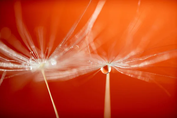 Beautiful water drop on a dandelion flower seed macro — Stock Photo, Image