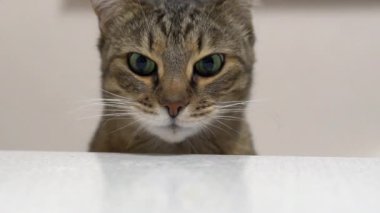 Çizgili kedi yemek yiyor, ağır çekim.