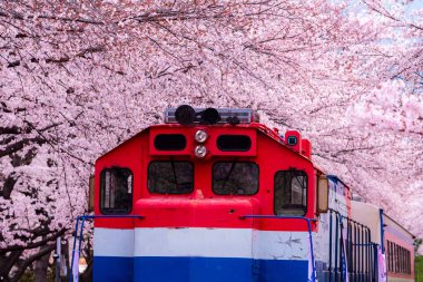 Kiraz Çiçeği Festivali Gyeonghwa tren istasyonunda. Jinhae, Güney Kore.