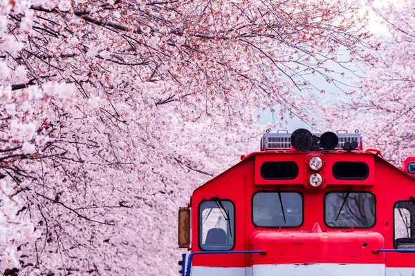 Kiraz Çiçeği Festivali Gyeonghwa tren istasyonunda. Jinhae, Güney Kore.