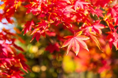 Sonbahar Maple Tree Background.Seoul Kore