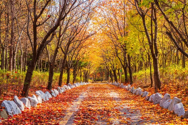 Estrada de outono no Parque, Seul Coreia — Fotografia de Stock