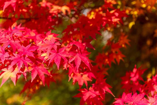 Autumn Maple Tree Background.Seoul Korea Royalty Free Stock Photos