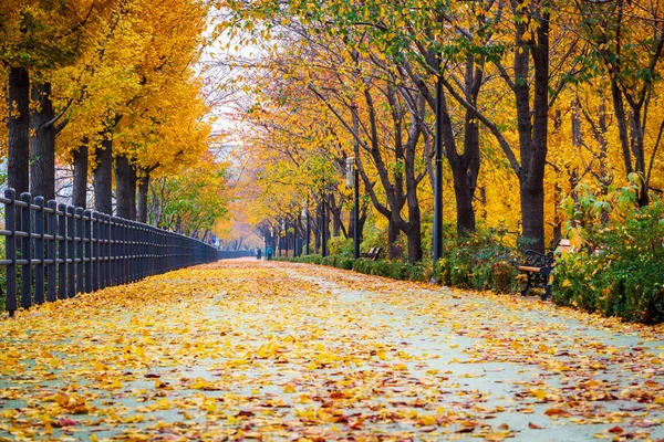 Estrada de outono em Park, Seul Coreia . — Fotografia de Stock