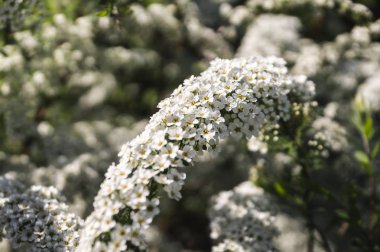 Parkta beyaz çiçekler