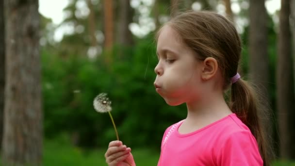 Criança Sopra Dente Leão Prado Menina Natureza Câmera Lenta — Vídeo de Stock