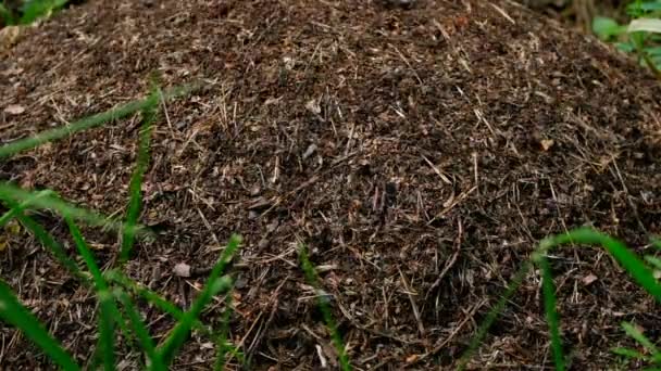 Hormigas Rojas Construyen Gran Hormiguero Cerca Árbol — Vídeos de Stock