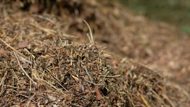 Hormigas Rojas Construyen Gran Hormiguero Cerca Árbol — Vídeo de stock