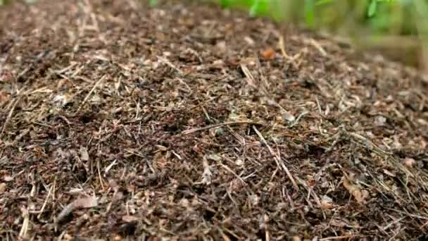 Formigas Vermelhas Constroem Grande Formigueiro Perto Uma Árvore — Vídeo de Stock