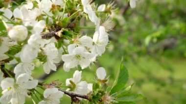 Bahçede açan beyaz kiraz çiçekleri. Kırsalda baharda çiçek açan ağaçlar.