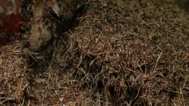 Çalışkan karıncalar büyük bir karınca yuvası inşa ederler..